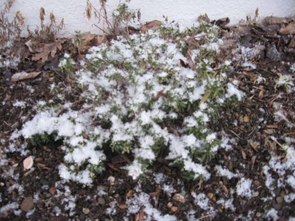 Perennials are slowly greening up but get snow covered on Tuesday April 10.