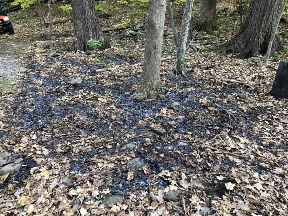 Lighting a fire under science students Burned areas are evident on the floor of the forest. (Photo by Kathy Shwiff)