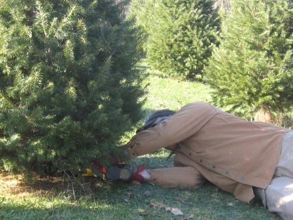 Christmas tree farm a family affair Dan Young cuts a Christmas tree for the Ball family.