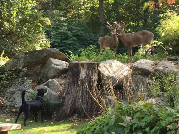 These two deers were spotted at 19 Ridge Road in Highland Lakes in Vernon on Sept. 26.