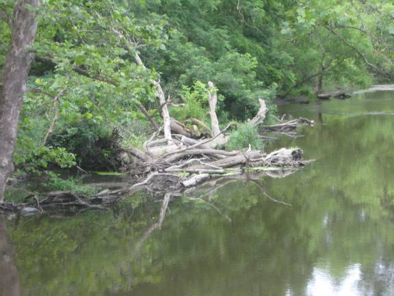A possible beaver dam is seen off the bridge