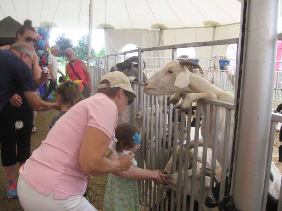 PHOTOS BY JANET REDYKE This petting zoo goat seems intrigued with a fair visitor's hat.
