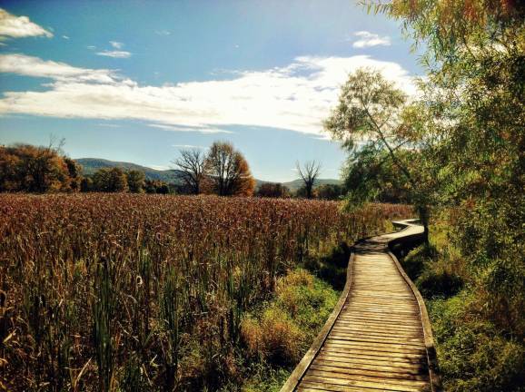 PHOTO BY DIANA GOOVAERTS The Appalachian Trail boardwalk in Vernon is showing.