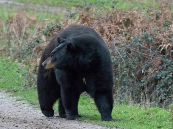 UPDATED: Black bear hunt extended UPDATED: Black bear hunt extended