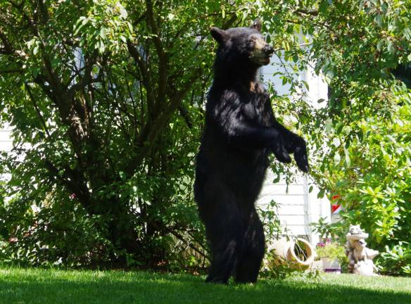 Photo by Chris Wyman During Sunday's very hot and humid afternoon, this bear decided to forage a bit with a cherry tree near the top of Sisco Hill on the front lawn of a house on Vernon-Stockholm Road (County Route 515).