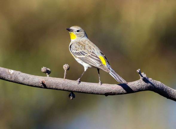 Tips to protect birds in your yard and garden