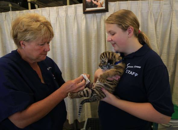 Lori Space Day with Junior Intern Sierra Walsh of Wantage and Titus an 11- day-old tiger cub.