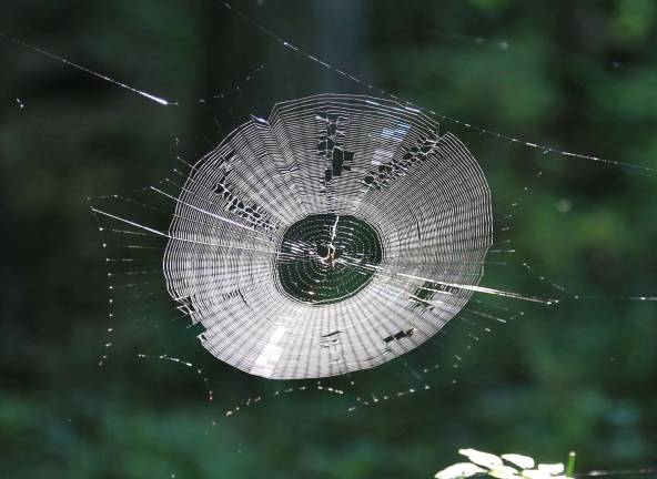 Creative spider weaves a web shaped like a record on the trails in Wantage.