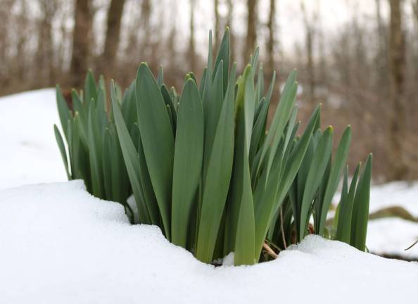 An iris grows through the snow.