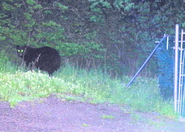 Photo by Chris Wyman This night stalker was caught in the act Saturday evening at the Barry Lakes Clubhouse dumpster off Wawayanda Road in Vernon. Moments later a resident started blasting an air horn and the bruin returned to the woods.