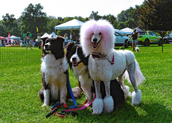 Photos: Pupstock Festival 2024 <b>Proceeds from the event go to B.A.R.K.S., the Byram Animal Rescue Squad, and One Step Closer Animal Rescue (O.S.C.A.R.) in Sparta.</b>