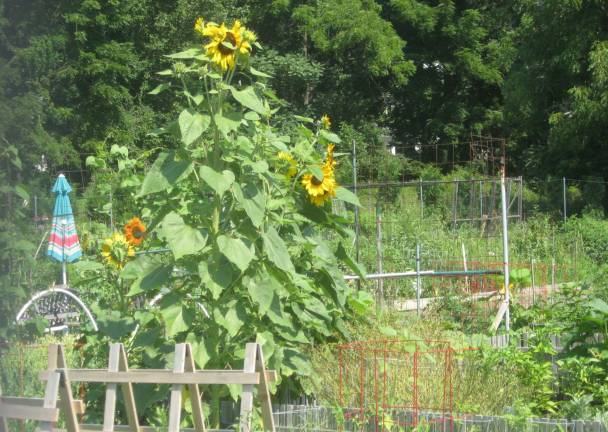 Sunflowers stand tall on a sunny Sunday morning.