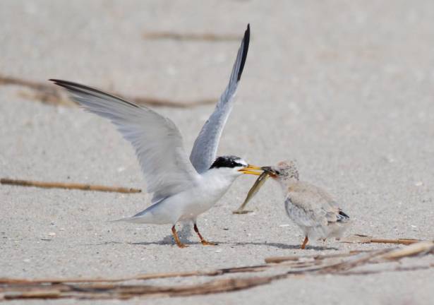 Take care near nesting shorebirds Least terns, the world’s smallest tern, are among the most acrobatic of shorebirds. (Photo provided)