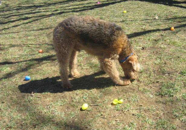 This pooch is busy searching for the dog treat- filled eggs. Find them, eat them.
