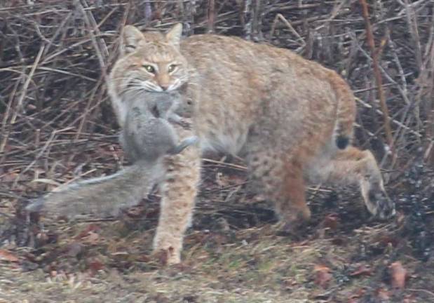 In this photo submitted by Janice Stanton of Hardyston, a bobcat picks up a squirrel.