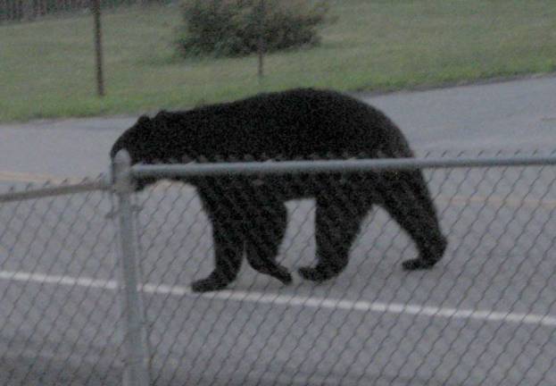 PHOTO BY JANET REDYKE A black bear strolls down Route 638 in Highland Lakes.