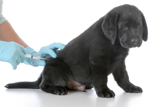 Rabies clinics to be held in Sussex and Andover Rabies clinics to be held in Sussex and Andover