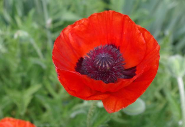 A poppy in full bloom.