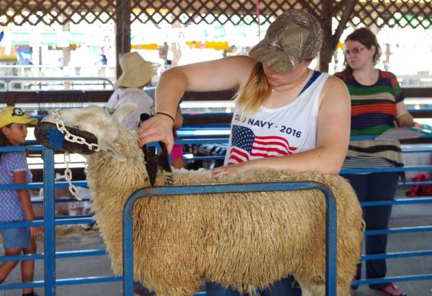 Amanda Agne, 15, of Lafayette&#xfe;&#xc4;&#xf4;s Riverside Farm trims one of her sheep before bringing it to the judges&#xfe;&#xc4;&#xf4; for competition.