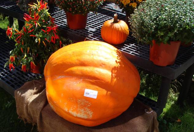 Can you just imagine this jumbo pumpkin adorning your Halloween doorstep?