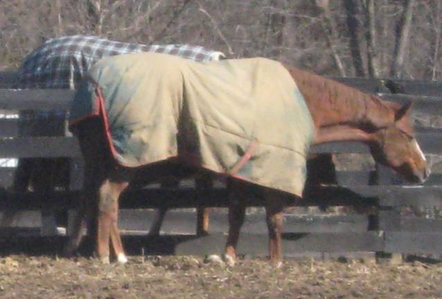 PHOTO BY JANET REDYKEWith the weekend snowstorm warnings, area horses were prepared for the cold.