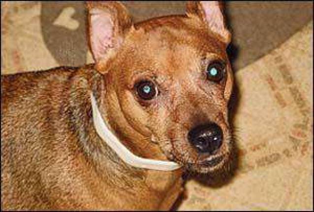 Family hopeful that missing pup will be found Family hopeful that missing pup will be found