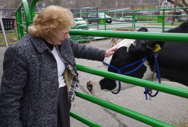 Sussex Borough Mayor Katherine Little visited the grand reopening and is shown here pausing to pet a dairy cow that was on display.