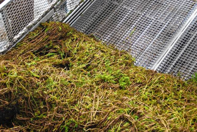A losing battle at local lakes? Weeds are pulled along the second conveyor to the holding area.