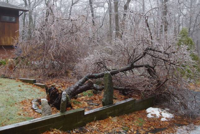 In Barry Lakes, two trees are shown uprooted and on their sides from the weight of the ice from Tuesday&#xfe;&#xc4;&#xf4;s ice storm. In Wawayanda State Park, which surrounds the lake community, tree limbs could be heard snapping in the forest with an occasional bang as some struck the ground below. &#xfe;&#xc4;&#xa2; Ice storm impacts Vernon