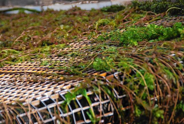 A losing battle at local lakes? The weeds come up the conveyor to the bin.