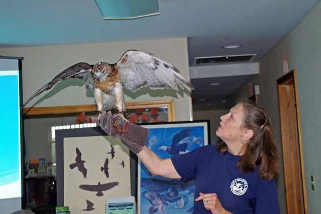 Wallkill visitors treated to two hawk releases Giselle Smisko of the Wantage-based Avian Wildlife Center is shown with one of several raptors that were included in the indoor segment of the presentation.