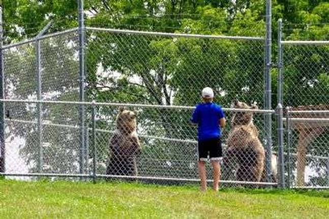 Bears walk on their hind legs in the hopes that the human visitor will toss them a treat.