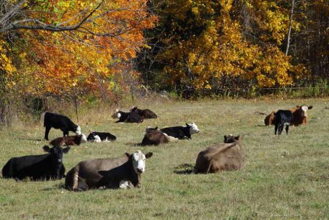 Photo by Chris Wyman Cows in the fields of High Breeze Farm on Wawayanda Mountain.