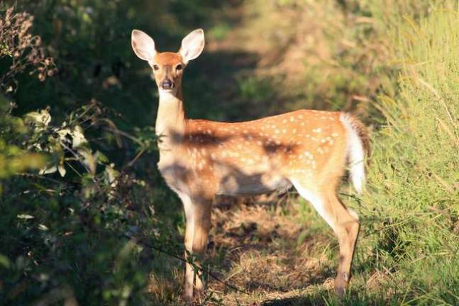 Be cautious - It's deer mating season
