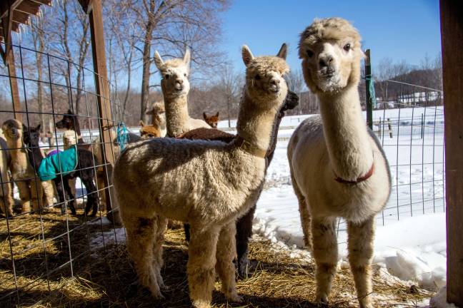 Awesome Alpaca Adventurers raise money for upcoming trip Awesome Alpaca Adventurers raise money for upcoming trip