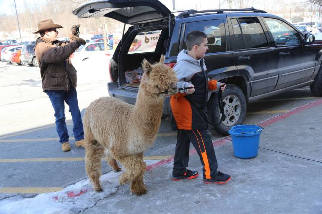 Awesome Alpaca Adventurers raise money for upcoming trip Harry and Mack take the Alpacas out from their SUV at the Newton Wal-Mart where they were selling chocolates to help pay for going to the Nationals later this year.