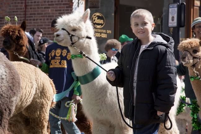Newton goes green Members of Awesome Alpaca Adventurers 4H Club lead a group of alpacas down Spring Street.