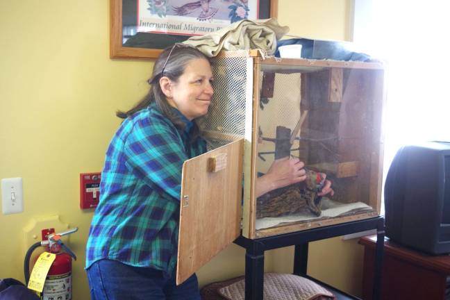 Wallkill Refuge hosts Great Backyard Bird Count Giselle Smisko of the Wantage-based Avian Wildlife Center reaches into a cage to retrieve a one-legged Red-bellied Woodpecker that she has spent years caring for.
