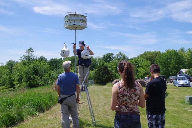 Volunteer Linda Peskac of Park Ridge lowers Purple Martin nests so that visitors could view a nesting bird inside.