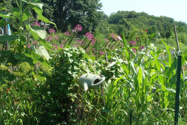 Flowers as high as an elephant's eye show their splendor.