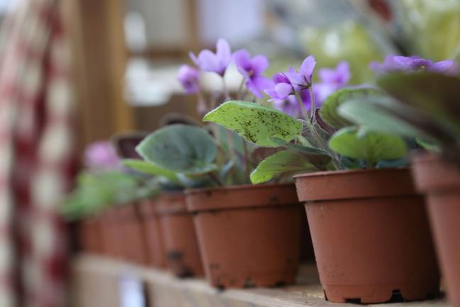 Potted plants.