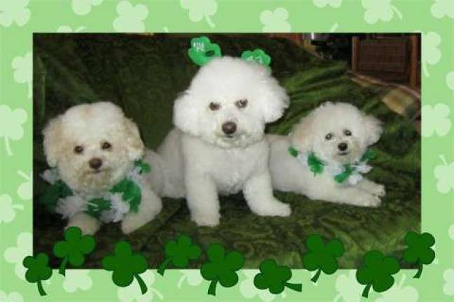 Maureen Predmore of Milford, Pa. &quot;Top Of The Morning To You. Our three Bichons: Haley, Lucas and Shelby enjoying St. Patrick's Day.&quot;