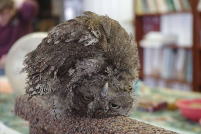 Wallkill Refuge hosts Great Backyard Bird Count Looking like its head is on upside down, a brain-damaged Eastern Screech Owl relies on Giselle Smisko of the Wantage-based Avian Wildlife Center for its survival in captivity. The bird could not otherwise survive in the wild.