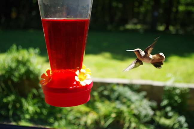 Hummingbirds are always fun to have around as they buzz back and forth across the yard. Four hummingbirds empty this feeder every other day.