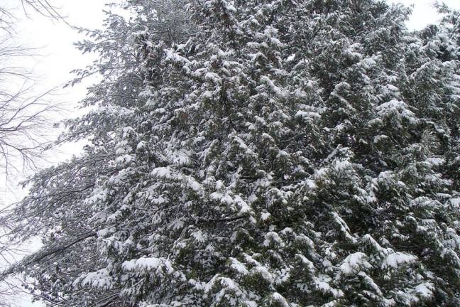 Brand new snow clings to evergreens during the Dec. 11 storm.