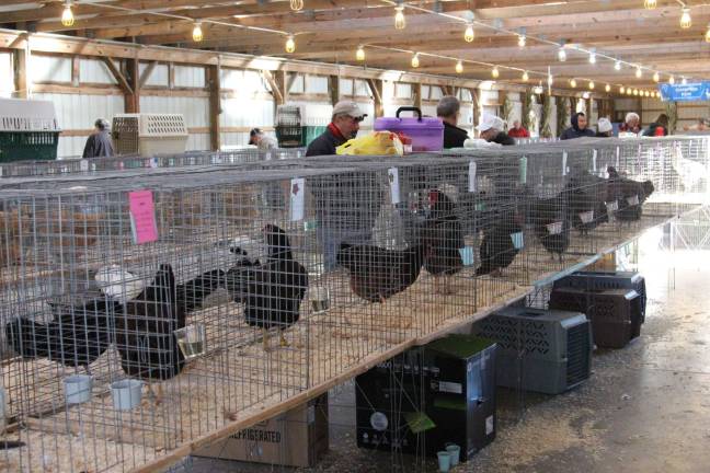 Poultry Fanciers Association holds fall show Cooping in for the Fall Poulrty Show at the Fairgrounds.