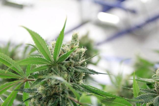 The township currently has two companies – Sussex Cultivation and Garden State Green Genetics – that have conditional cannabis cultivator licenses.