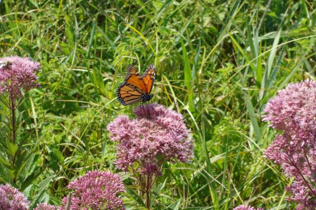 Our glorious pollinators do their vital thing on a sunny, bright day on the Appalachian Trail