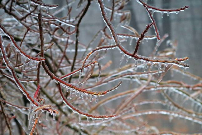 Tree branches covered with ice.