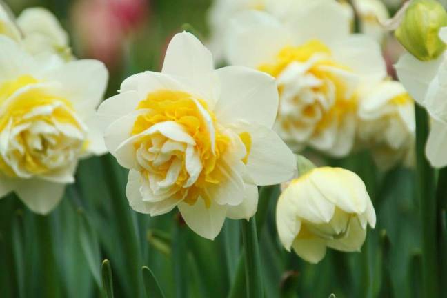 Narcissus Lingerie (Photo: Longfield Gardens)